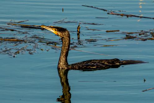 Foto: Dirk Weis, Kormoran